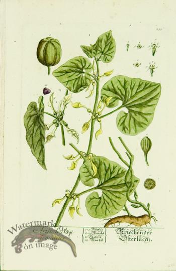 Blackwell German 129